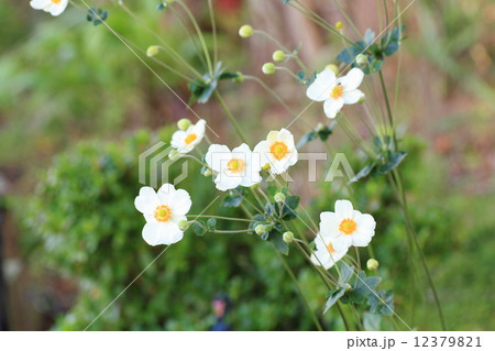 シュウメイギクの花 シュウメイギクの花 12379821