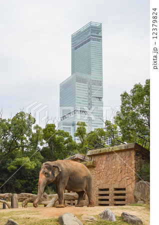 天王寺動物園とあべのハルカス 天王寺動物園とあべのハルカス 12379824