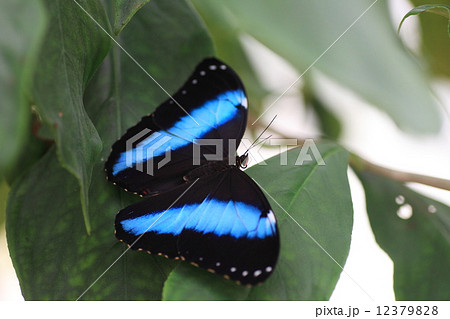 アキレス・モルフォ 12379828