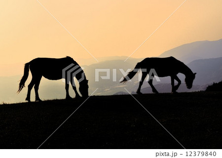 御崎馬 12379840