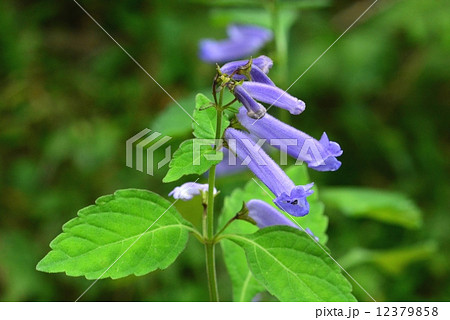 アキチョウジ 12379858