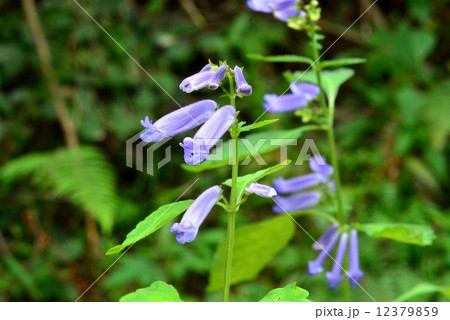 アキチョウジ 12379859