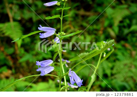 アキチョウジ アキチョウジ 12379861