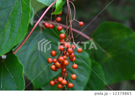 イイギリ果実 12379865