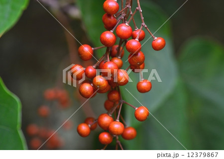 イイギリ果実 12379867