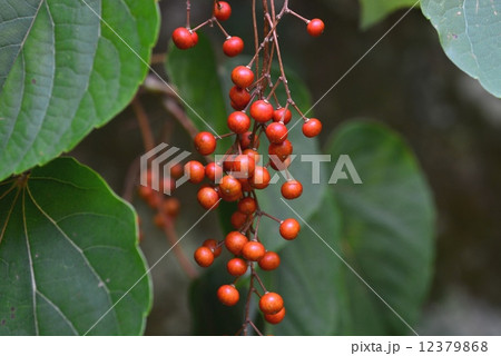 イイギリ果実 12379868