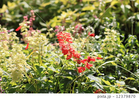 サルビアの花 12379870