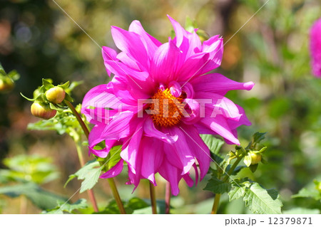 ダリアの花 12379871