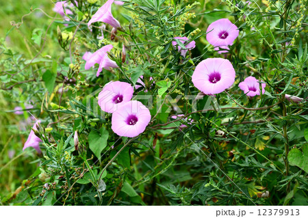 イモネノホシアサガオ 12379913