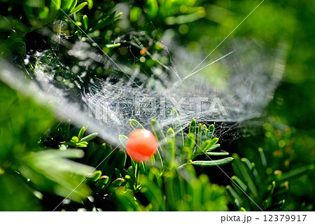 蜘蛛の巣とイチイの木の実 12379917