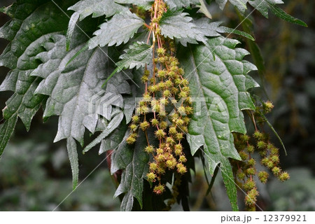 クサコアカソ 12379921