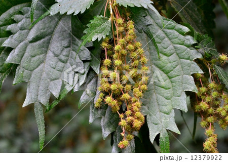 クサコアカソ クサコアカソ 12379922