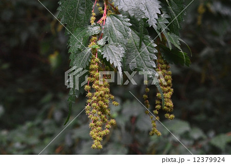 クサコアカソ 12379924