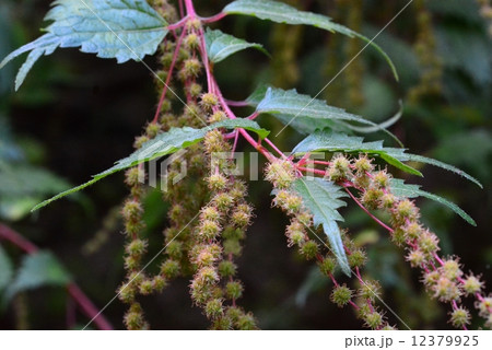クサコアカソ 12379925