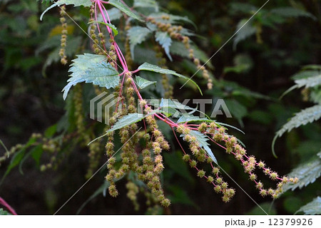 クサコアカソ 12379926