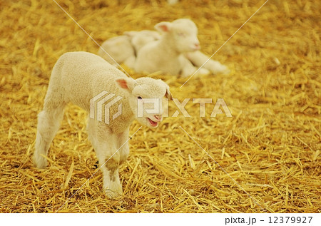 仔羊 12379927