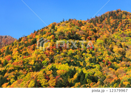 北海道　富良野市　紅葉の山林 12379967