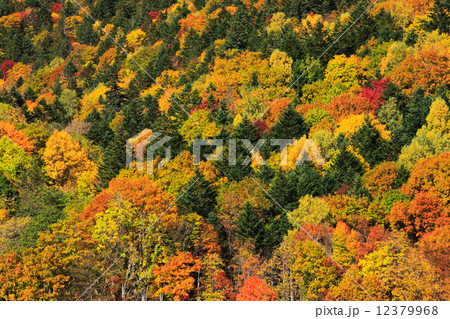 北海道　富良野市　紅葉の森 12379968