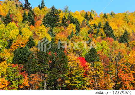 北海道　富良野市　紅葉の山林 12379970
