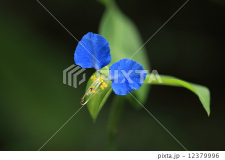 自然　植物　ツユクサ、花びらの青は染物の下絵を開く時に利用され、草全体は生薬になるそうです 12379996