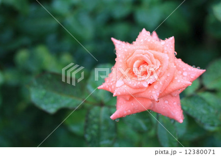 雨に濡れる旧古河庭園のバラ ソニア(作出者の娘に捧げられたバラ) 雨に濡れる旧古河庭園のバラ ソニア(作出者の娘に捧げられたバラ) 12380071