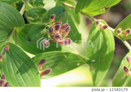 ホトトギスの花 12380179