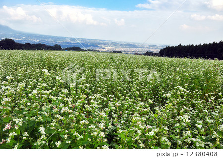 蕎麦畑 12380408
