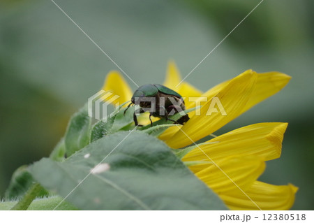 ハナムグリ ハナムグリ 12380518