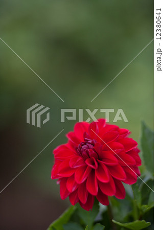 ダリア 12380641
