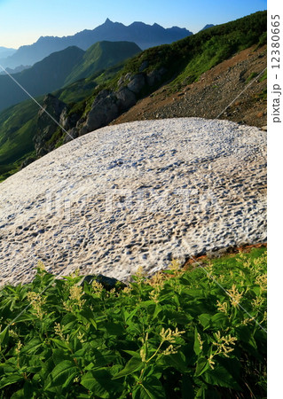 北アルプス・三俣蓮華岳付近のオンタデ群落と槍ヶ岳遠望 12380665