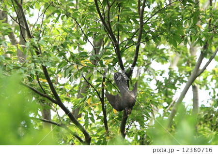 生き物　野鳥　ツツドリ、カッコウの仲間は色と形から小型のタカと間違うこともあります 12380716