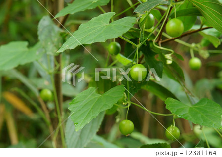 スズメウリ 12381164