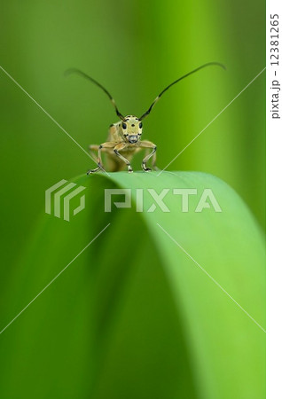 ここにいるよ！存在感がすごいシラホシカミキリ 12381265