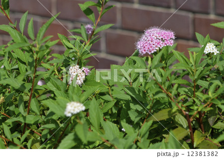 シモツケ(下野) シモツケ(下野) 12381382