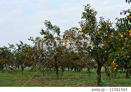 果実畑　柿 12381565