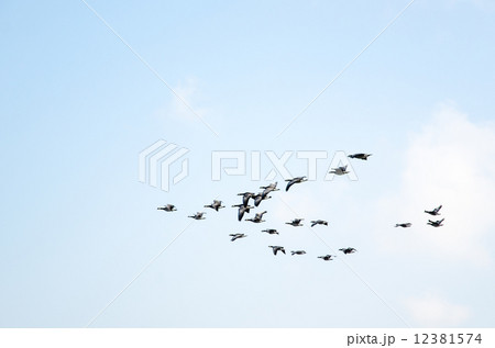 Geese formation 12381574