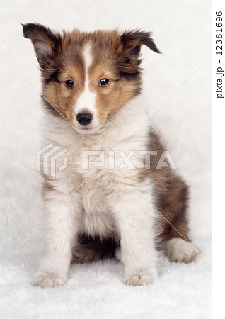 かわいい子犬 12381696