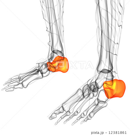 3d render illustration of the human calcaneus bone 3d render illustration of the human calcaneus bone 12381861