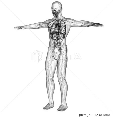 3d render medical illustration of the human anatomy 12381868