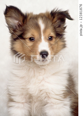 かわいい子犬 12381876