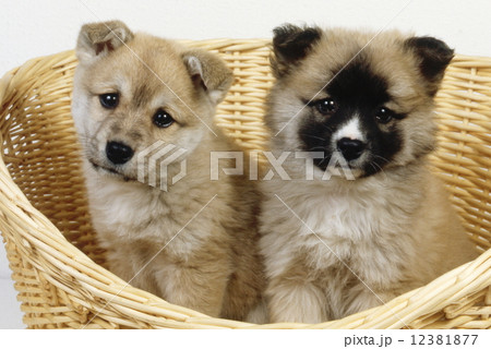 かわいい子犬 12381877