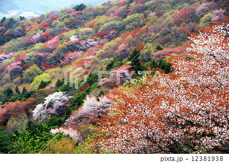 高峰山の山桜 12381938
