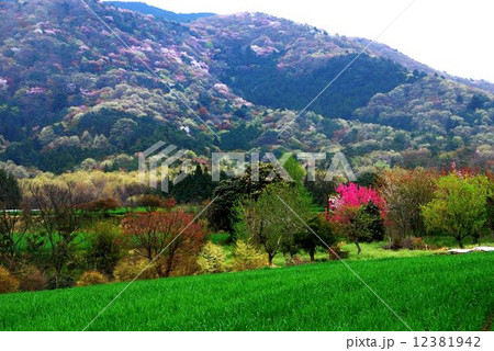 高峰山の山桜 12381942