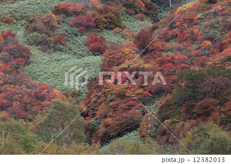 那須　茶臼岳登山コースの秋（４）山麓駅付近 12382013