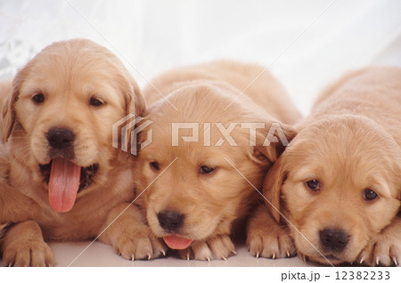 かわいい子犬 かわいい子犬 12382233