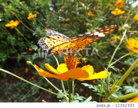 ツマグロヒョウモン ツマグロヒョウモン 12382393