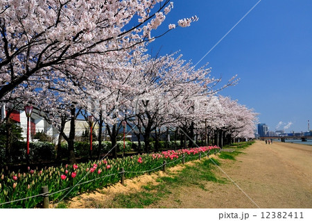 やすらぎ堤のさくら並木 12382411