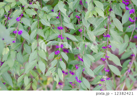 コムラサキ 12382421