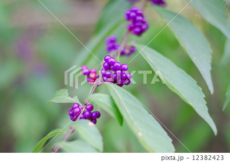 コムラサキ 12382423