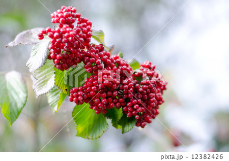 ガマズミの実 12382426